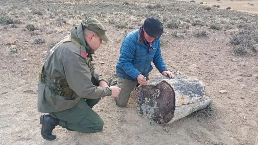 Descubren tres bosques petrificados de 50 millones de años en Río&nbsp;Negro