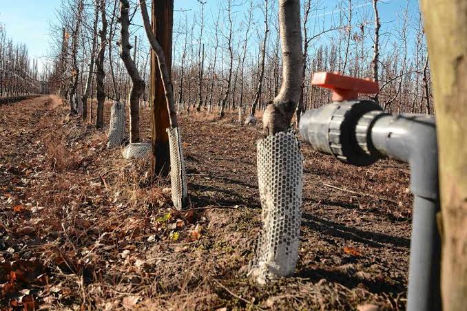 Ventiladores gigantes buscan proteger los cultivos de las heladas en Río Negro