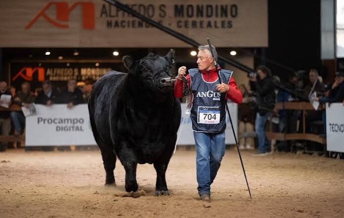 De Palermo a casa: los ganaderos de Conesa que triunfaron en la Rural y ahora revolucionaron el Angus patagónico con un remate propio